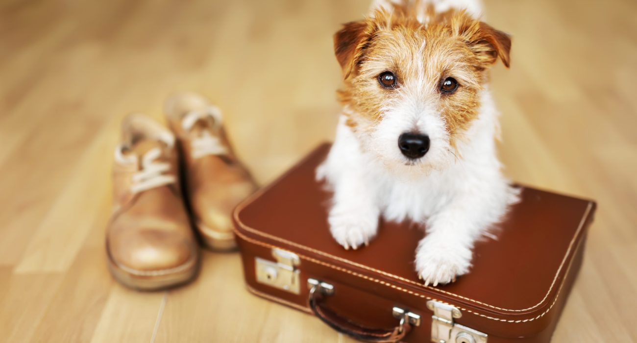 Cute dog puppy waiting on a retro suitcase. Pet travel, vacation or holiday concept.