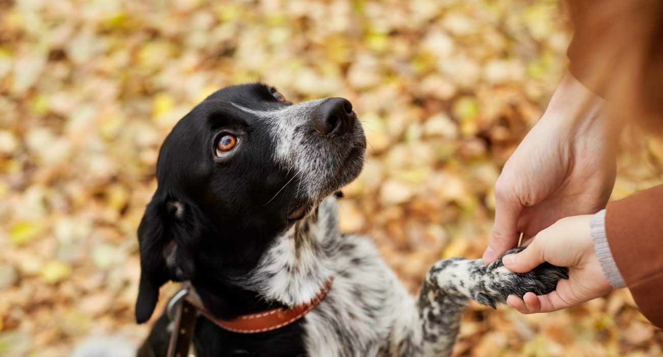 Spaniel dog with long ears walks in the autumn Park and looks at the owner. Dog on nature, Russian Spaniel